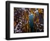 Hooded nudibranchs clinging to Bull Kelp, BC, Canada-David Hall-Framed Photographic Print