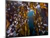 Hooded nudibranchs clinging to Bull Kelp, BC, Canada-David Hall-Mounted Photographic Print
