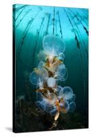 Hooded Nudibranchs (Melibe Leonina) Filter Feeding Beneath Bull Kelp-Alex Mustard-Stretched Canvas