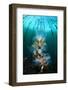 Hooded Nudibranchs (Melibe Leonina) Filter Feeding Beneath Bull Kelp-Alex Mustard-Framed Premium Photographic Print