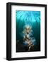 Hooded Nudibranchs (Melibe Leonina) Filter Feeding Beneath Bull Kelp-Alex Mustard-Framed Premium Photographic Print