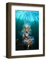 Hooded Nudibranchs (Melibe Leonina) Filter Feeding Beneath Bull Kelp-Alex Mustard-Framed Photographic Print