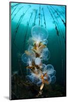 Hooded Nudibranchs (Melibe Leonina) Filter Feeding Beneath Bull Kelp-Alex Mustard-Mounted Photographic Print