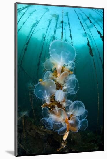 Hooded Nudibranchs (Melibe Leonina) Filter Feeding Beneath Bull Kelp-Alex Mustard-Mounted Photographic Print