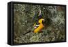 Hooded Oriole (Icterus Cucullatus)-James Hager-Framed Stretched Canvas