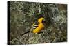 Hooded Oriole (Icterus Cucullatus)-James Hager-Stretched Canvas