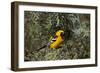 Hooded Oriole (Icterus Cucullatus)-James Hager-Framed Photographic Print