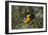 Hooded Oriole (Icterus Cucullatus)-James Hager-Framed Photographic Print