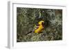 Hooded Oriole (Icterus Cucullatus)-James Hager-Framed Photographic Print