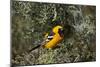 Hooded Oriole (Icterus Cucullatus)-James Hager-Mounted Photographic Print