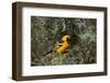 Hooded Oriole (Icterus Cucullatus)-James Hager-Framed Photographic Print