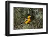 Hooded Oriole (Icterus Cucullatus)-James Hager-Framed Photographic Print