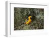 Hooded Oriole (Icterus Cucullatus)-James Hager-Framed Photographic Print