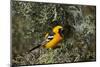 Hooded Oriole (Icterus Cucullatus)-James Hager-Mounted Photographic Print