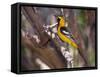 Hooded Oriole on Branch-DLILLC-Framed Stretched Canvas