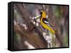 Hooded Oriole on Branch-DLILLC-Framed Stretched Canvas