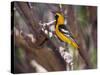 Hooded Oriole on Branch-DLILLC-Stretched Canvas