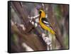 Hooded Oriole on Branch-DLILLC-Framed Stretched Canvas