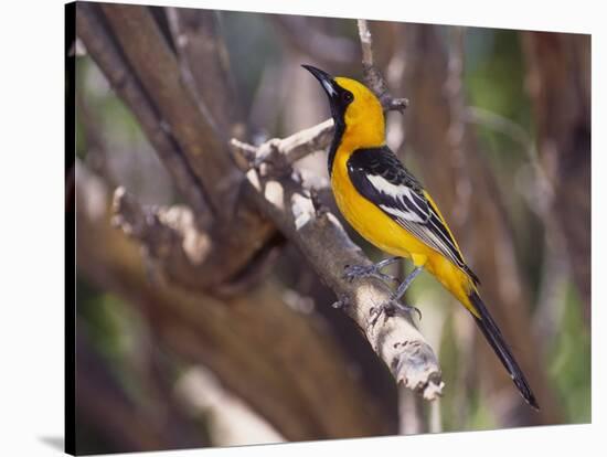 Hooded Oriole on Branch-DLILLC-Stretched Canvas