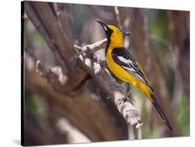 Hooded Oriole on Branch-DLILLC-Stretched Canvas