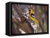 Hooded Oriole on Branch-DLILLC-Framed Stretched Canvas