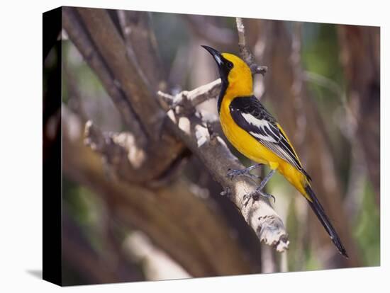 Hooded Oriole on Branch-DLILLC-Stretched Canvas