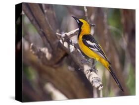 Hooded Oriole on Branch-DLILLC-Stretched Canvas