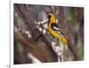 Hooded Oriole on Branch-DLILLC-Framed Photographic Print