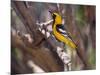 Hooded Oriole on Branch-DLILLC-Mounted Photographic Print