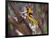 Hooded Oriole on Branch-DLILLC-Framed Photographic Print