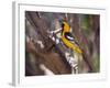 Hooded Oriole on Branch-DLILLC-Framed Photographic Print