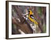 Hooded Oriole on Branch-DLILLC-Framed Photographic Print