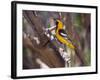 Hooded Oriole on Branch-DLILLC-Framed Photographic Print