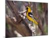 Hooded Oriole on Branch-DLILLC-Mounted Photographic Print
