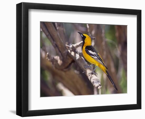 Hooded Oriole on Branch-DLILLC-Framed Photographic Print