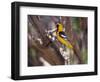 Hooded Oriole on Branch-DLILLC-Framed Photographic Print