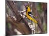 Hooded Oriole on Branch-DLILLC-Mounted Photographic Print