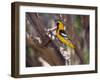 Hooded Oriole on Branch-DLILLC-Framed Photographic Print