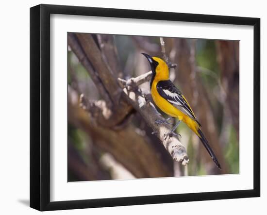 Hooded Oriole on Branch-DLILLC-Framed Photographic Print