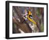 Hooded Oriole on Branch-DLILLC-Framed Photographic Print