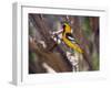 Hooded Oriole on Branch-DLILLC-Framed Photographic Print