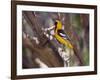 Hooded Oriole on Branch-DLILLC-Framed Photographic Print