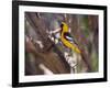 Hooded Oriole on Branch-DLILLC-Framed Photographic Print