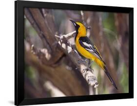 Hooded Oriole on Branch-DLILLC-Framed Photographic Print