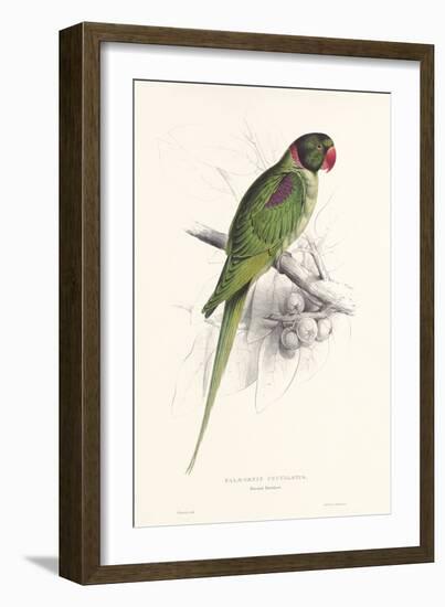 Hooded Parakeet-Edward Lear-Framed Art Print