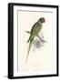 Hooded Parakeet-Edward Lear-Framed Art Print