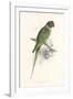 Hooded Parakeet-Edward Lear-Framed Premium Giclee Print