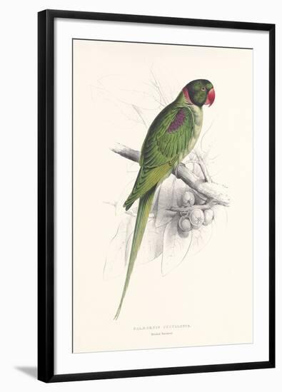 Hooded Parakeet-Edward Lear-Framed Premium Giclee Print