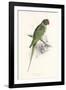 Hooded Parakeet-Edward Lear-Framed Premium Giclee Print