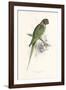 Hooded Parakeet-Edward Lear-Framed Giclee Print